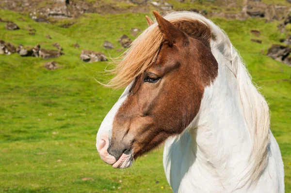 Portrait of an Icelandic horse — Stock Photo, Image