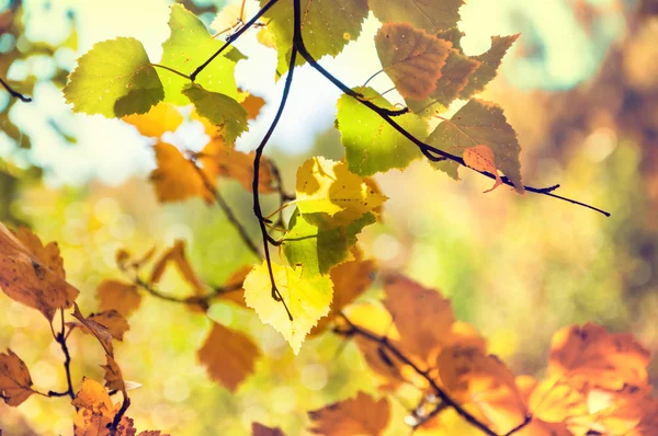 秋の森を紅葉します。 — ストック写真