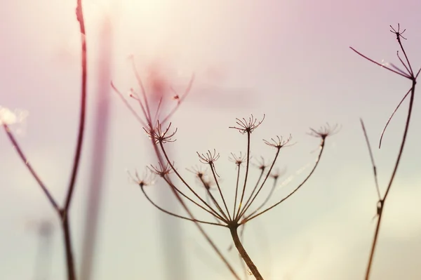 Wild grasses — Stock Photo, Image