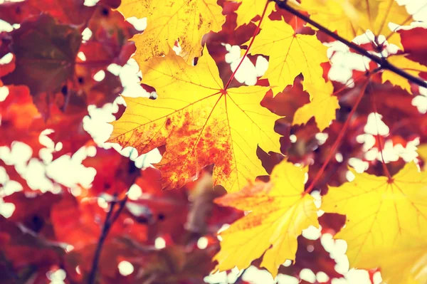黄色と赤のカエデの葉の森. — ストック写真