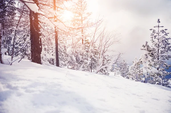 Arbres enneigés dans les montagnes au coucher du soleil — Photo