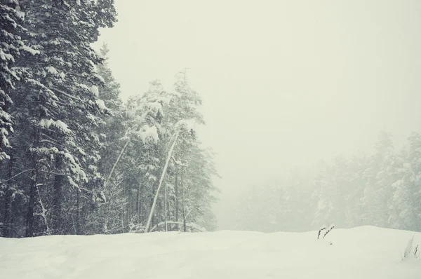 Snowfall in winter forest — Stock Photo, Image