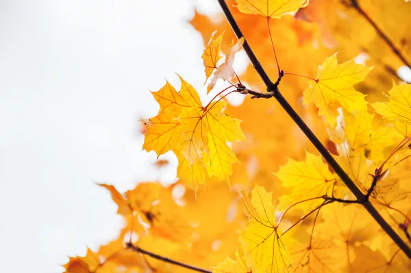 Yellow leaves in forest — Stock Photo, Image