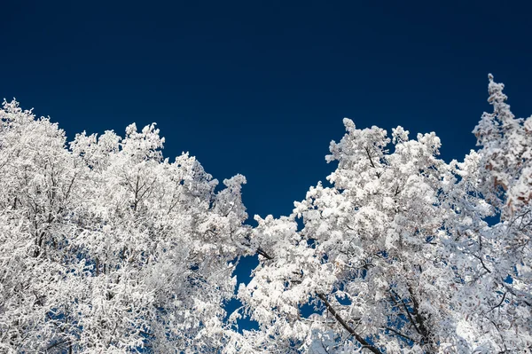 Vinter träd i rimfrosten mot den mörkblå himlen. — Stockfoto