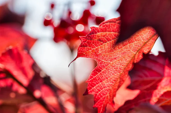 Макроизображение красных осенних листьев — стоковое фото