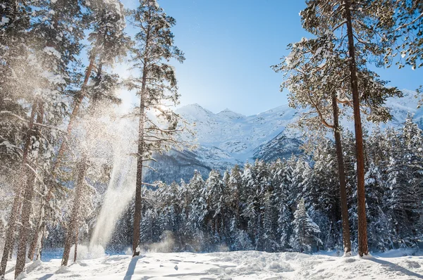 Bosque de invierno y montañas en un día soleado . — Foto de Stock