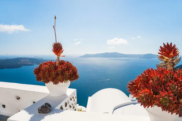 Терраса с цветами с видом на море — стоковое фото