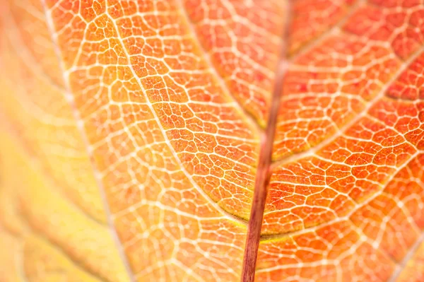 Imagem macro de folha de outono vermelho com pequena profundidade de campo — Fotografia de Stock