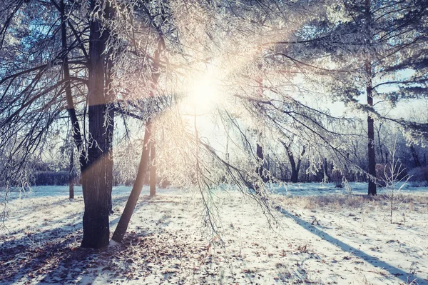 Χειμερινό πάρκο με δέντρα στο ηλιοβασίλεμα. — Φωτογραφία Αρχείου