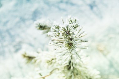 Hoarfrost kış ormandaki küçük çam.