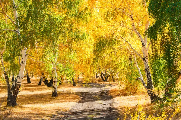 Yellow birch trees in autumn forest. — Stock Photo, Image