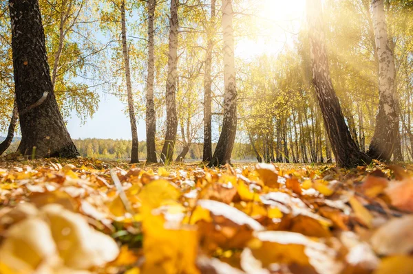 Yellow fallen leaves in autumn forest — Stock Photo, Image