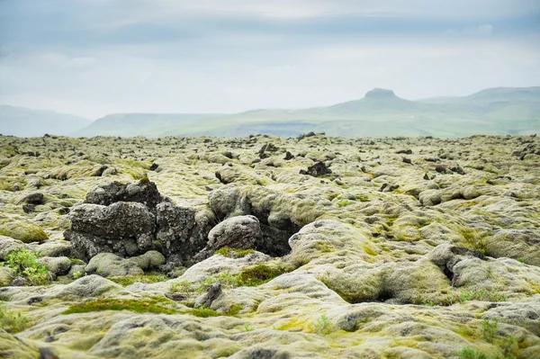 아이슬란드 화산 분야에 모스 그린 — 스톡 사진