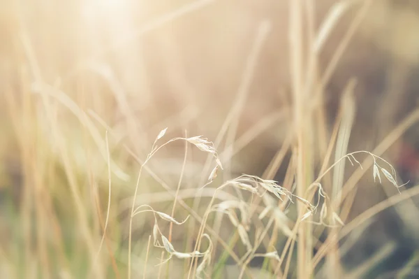 Foresta prato con erbe selvatiche al tramonto . — Foto Stock