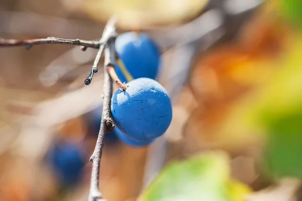 Macro image de fruit bleu de l'épine noire — Photo