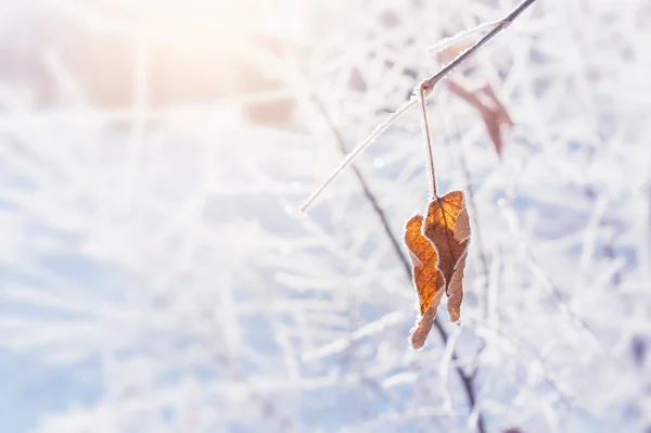 Rimfrosten på träden i vinter skog — Stockfoto