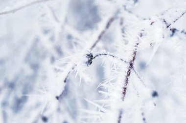 Hoarfrost ve kar kış orman ağaçlarda
