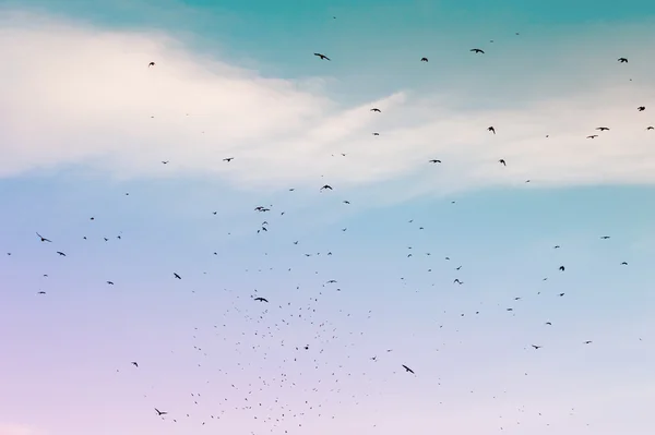 Een kudde trekvogels in de blauwe lucht — Stockfoto