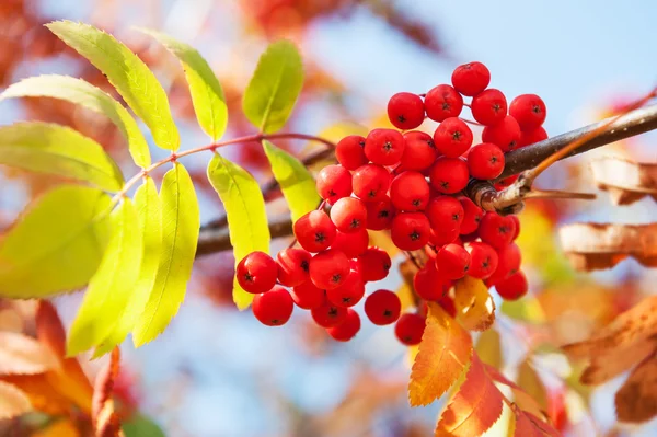 Осеннее рябиновое дерево с красными ягодами и разноцветными листьями . — стоковое фото