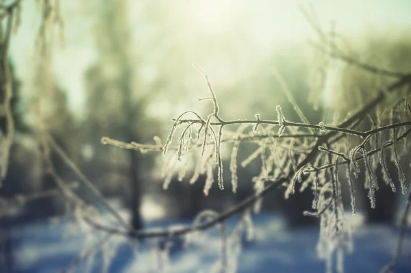 Rimfrosten på träden i vinter skog — Stockfoto