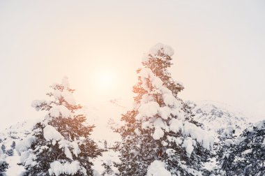 pines karla kaplı dağlara