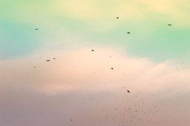 A flock of migratory birds in the sky. clipart