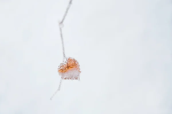 Raureif auf dem Blatt auf Schnee Hintergrund. — Stockfoto