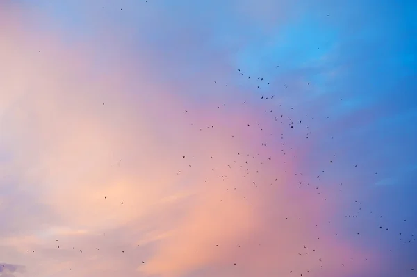 Roze en blauwe hemel bij zonsondergang — Stockfoto