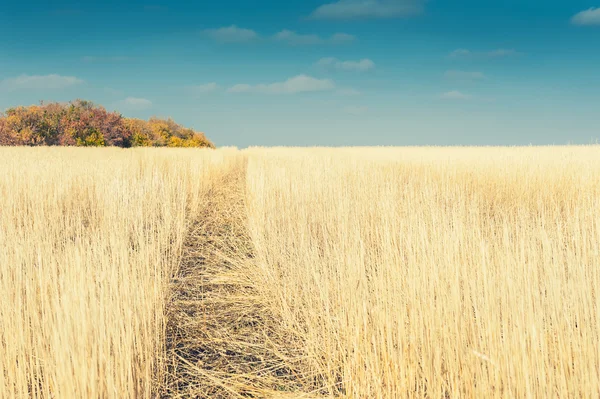 Krásné podzimní krajina s žluté pole a modré nebe — Stock fotografie