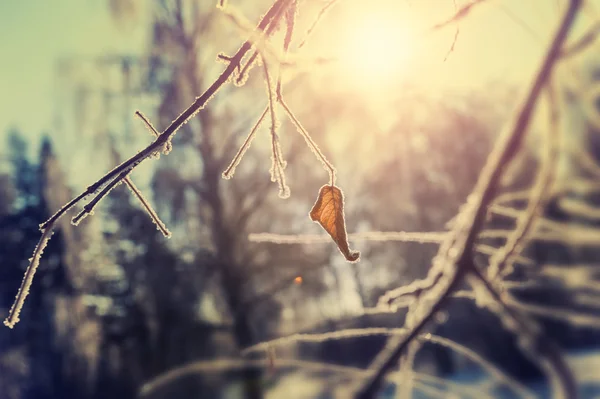 Rimfrosten på träden i vinter skog. — Stockfoto