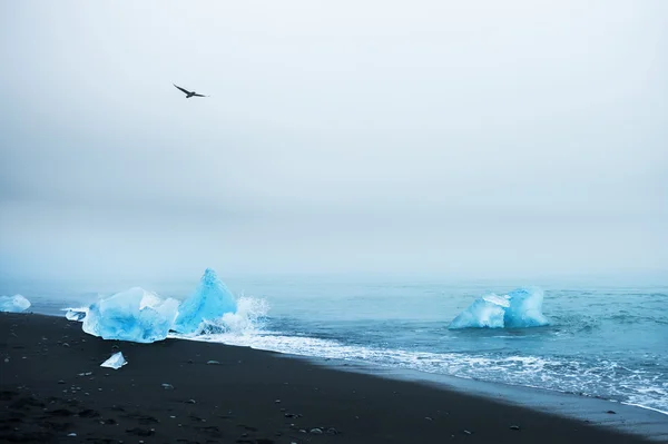 Güzel mavi icebergs ile siyah volkanik kum plaj — Stok fotoğraf