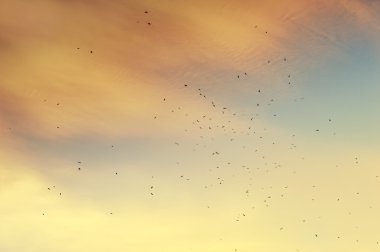A flock of migratory birds in the sky. clipart