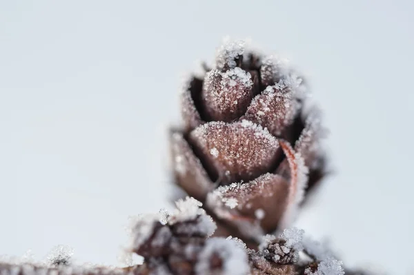 Hoarfrost no cone de abeto . — Fotografia de Stock