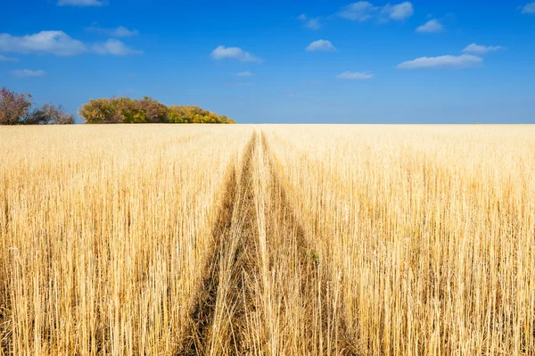 Beautiful autumn landscape with yellow field and blue sky. — Stock Photo, Image