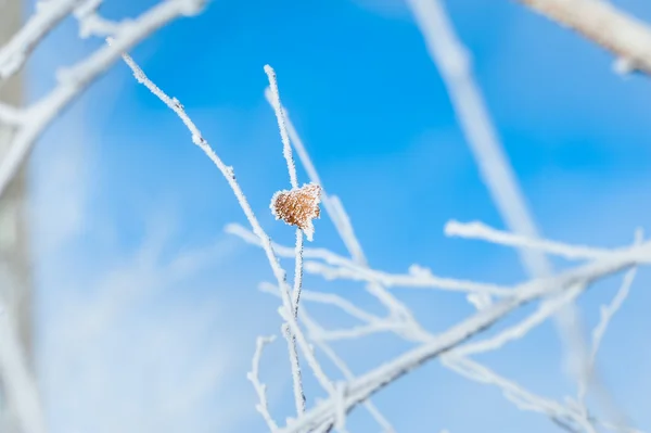 Raureif am Baum im Winterwald — Stockfoto