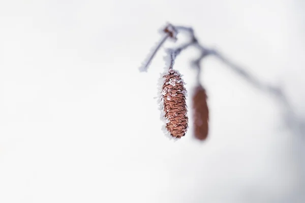 Raureif am Baum im Winterwald. — Stockfoto