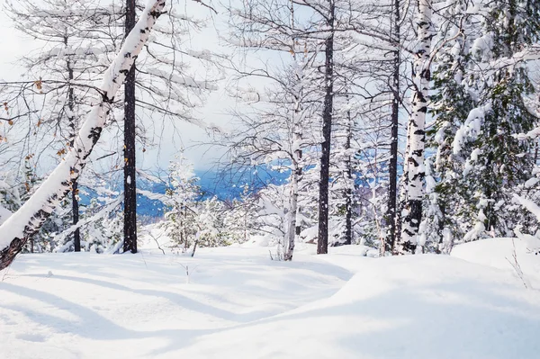 雪の林の樹木の冬. — ストック写真