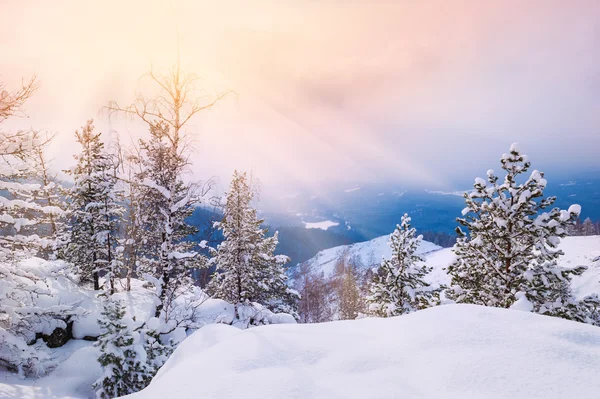 Snön täckte träden i bergen vid solnedgången — Stockfoto