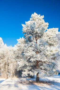 Hoarfrost mavi gökyüzü ile büyük çam ağacı