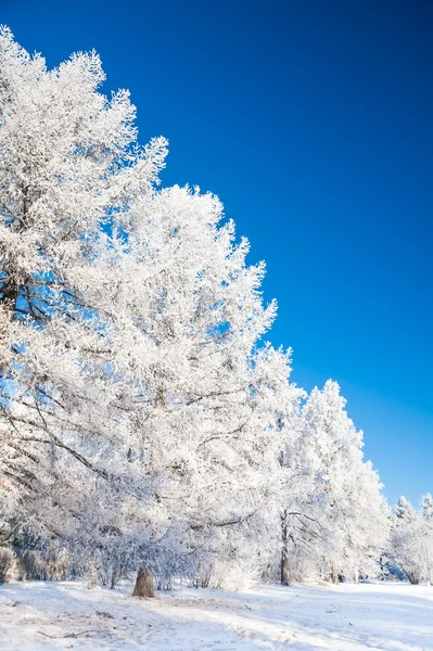 Vinter träd med rimfrost mot den blå himlen. — Stockfoto