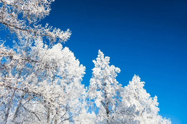 Vinter träd med rimfrost mot den blå himlen. — Stockfoto