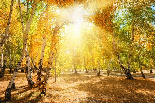 Autumn forest with yellow trees at sunny day — Stock Photo, Image