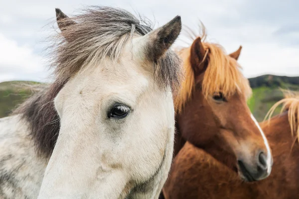 Beautiful white and brown icelandic horses in nature — Stock Photo, Image