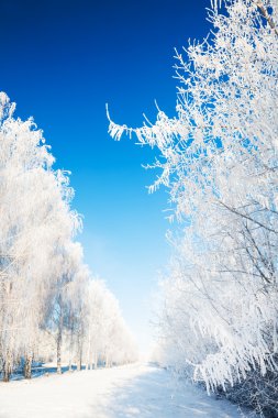 Hoarfrost mavi gökyüzü ile kış ağaçlar.