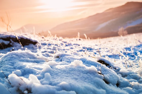 Plantas cubiertas de nieve en la montaña al atardecer . —  Fotos de Stock