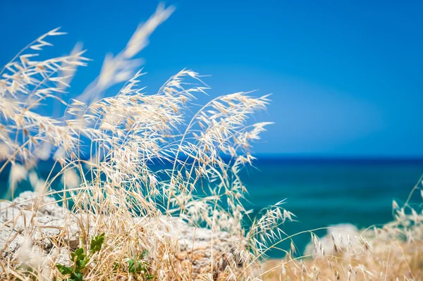 Wild grasses on the sea coast, Crete island, Greece. — Stock Photo, Image