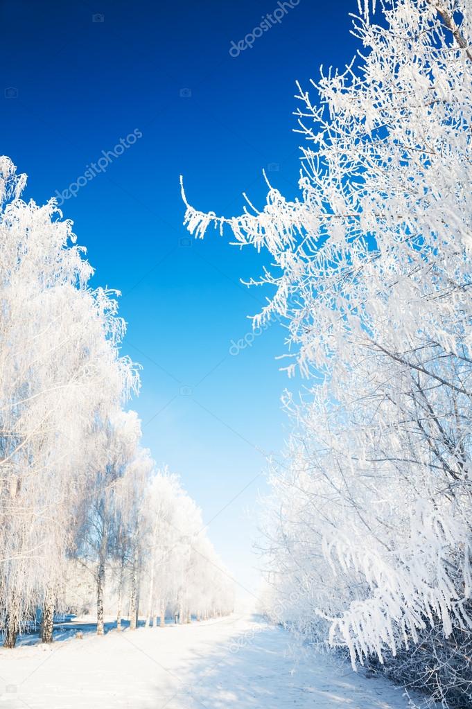 Winter trees with hoarfrost against the blue sky.