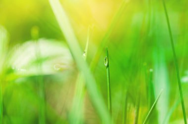 Görüntüyü açılan çim, küçük alan derinliği