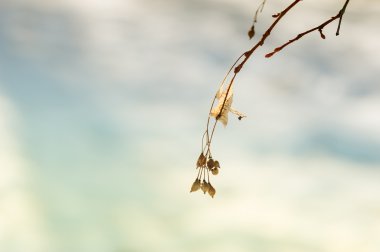 Kış ormandaki yabani bitkiler