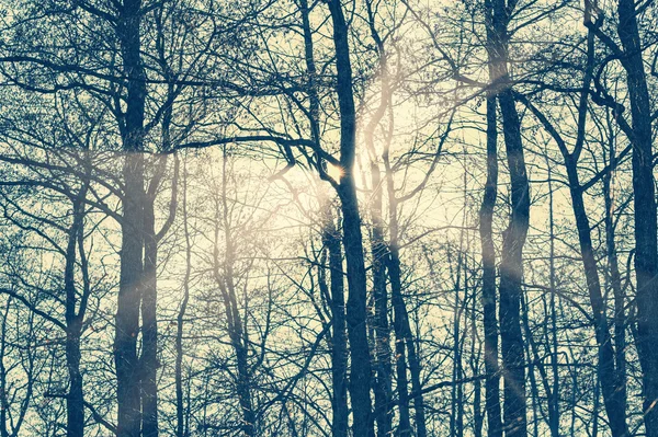 Lumière du soleil à travers les arbres dans la forêt d'hiver au coucher du soleil — Photo